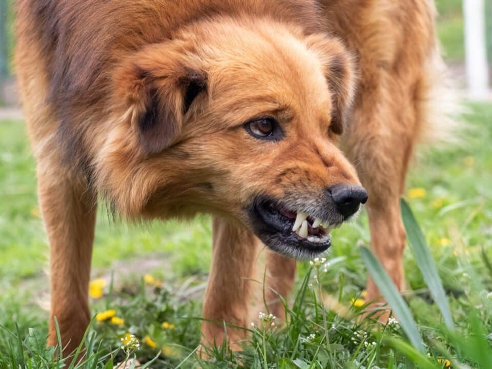 Aggressive dog barks, baring teeth. Dangerous Angry Dog